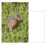 Clapper Rail with crab in it's bill by Anonymous