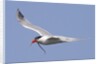 Elegant Tern flies with pipefish in it's bill by Anonymous