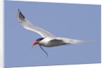 Elegant Tern flies with pipefish in it's bill by Anonymous