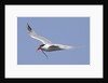 Elegant Tern flies with pipefish in it's bill by Anonymous