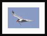 Elegant Tern flies with pipefish in it's bill by Anonymous