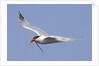 Elegant Tern flies with pipefish in it's bill by Anonymous