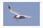 Elegant Tern flies with pipefish in it's bill by Anonymous