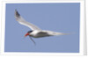 Elegant Tern flies with pipefish in it's bill by Anonymous