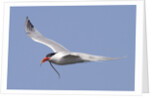 Elegant Tern flies with pipefish in it's bill by Anonymous