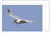 Elegant Tern flies with pipefish in it's bill by Anonymous