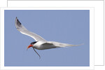 Elegant Tern flies with pipefish in it's bill by Anonymous