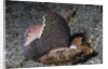 Bat Volute eatoing a Cowrie by Anonymous