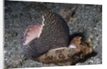 Bat Volute eatoing a Cowrie by Anonymous