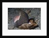 Bat Volute eatoing a Cowrie by Anonymous