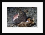 Bat Volute eatoing a Cowrie by Anonymous