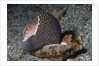 Bat Volute eatoing a Cowrie by Anonymous