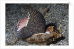 Bat Volute eatoing a Cowrie by Anonymous