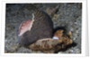 Bat Volute eatoing a Cowrie by Anonymous