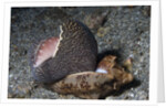 Bat Volute eatoing a Cowrie by Anonymous
