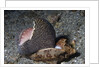 Bat Volute eatoing a Cowrie by Anonymous