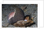 Bat Volute eatoing a Cowrie by Anonymous