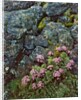 Pink lomatium flowers and lichen covered rocks by Anonymous