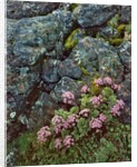 Pink lomatium flowers and lichen covered rocks by Anonymous