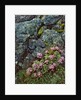 Pink lomatium flowers and lichen covered rocks by Anonymous