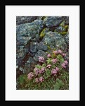 Pink lomatium flowers and lichen covered rocks by Anonymous