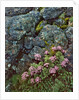Pink lomatium flowers and lichen covered rocks by Anonymous