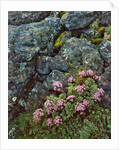 Pink lomatium flowers and lichen covered rocks by Anonymous