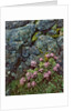 Pink lomatium flowers and lichen covered rocks by Anonymous