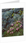 Pink lomatium flowers and lichen covered rocks by Anonymous