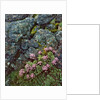 Pink lomatium flowers and lichen covered rocks by Anonymous