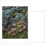 Pink lomatium flowers and lichen covered rocks by Anonymous