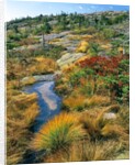 Autumn colors on Cadillac Mountain by Anonymous