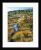 Autumn colors on Cadillac Mountain by Anonymous