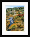 Autumn colors on Cadillac Mountain by Anonymous