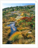 Autumn colors on Cadillac Mountain by Anonymous