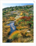 Autumn colors on Cadillac Mountain by Anonymous