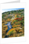 Autumn colors on Cadillac Mountain by Anonymous