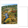 Autumn colors on Cadillac Mountain by Anonymous