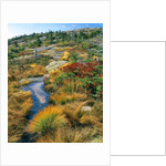 Autumn colors on Cadillac Mountain by Anonymous