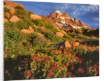 Pink monkeyflowers below Mt. Hood by Anonymous