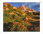 Pink monkeyflowers below Mt. Hood by Anonymous