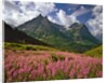 Fireweed blooms in Glacier National Park by Corbis