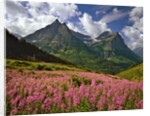 Fireweed blooms in Glacier National Park by Anonymous