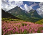 Fireweed blooms in Glacier National Park by Corbis