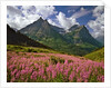 Fireweed blooms in Glacier National Park by Corbis