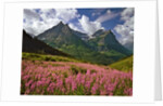 Fireweed blooms in Glacier National Park by Corbis