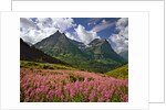 Fireweed blooms in Glacier National Park by Corbis