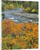 Autumn color along Imnaha River by Anonymous