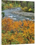 Autumn color along Imnaha River by Anonymous