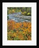 Autumn color along Imnaha River by Anonymous